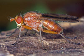 Tetanocera arrogans / Ohne deutschen Namen / Hornfliegen - Sciomyzidae / Ordnung: Zweiflügler - Diptera - Brachycera