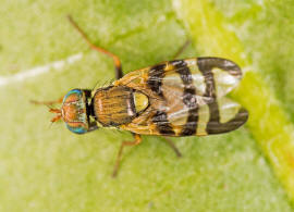 Urophora solstitialis (Linnaeus, 1758) / Familie: Bohrfliegen - Tephritidae / Ordnung: Diptera - Zweiflügler / Unterordnung: Fliegen - Brachycera (Cyclorrhapha)