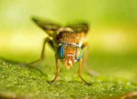 Urophora solstitialis (Linnaeus, 1758) / Familie: Bohrfliegen - Tephritidae / Ordnung: Diptera - Zweiflügler / Unterordnung: Fliegen - Brachycera (Cyclorrhapha)